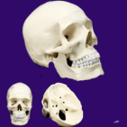 Модель черепа человека Bone разборная 1:1