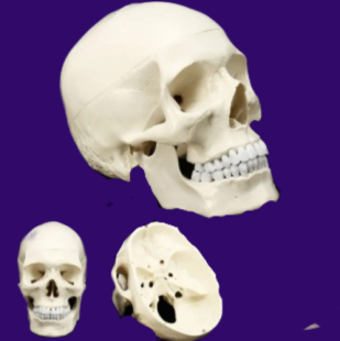 Модель черепа человека Bone разборная 1:1 фото 5940