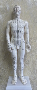 Муляж человека 50 см (точки подписаны) фото 6043